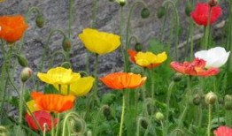 罂粟在线观看,一场禁忌的生死较量